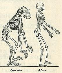 Man and monkey Man and monkey