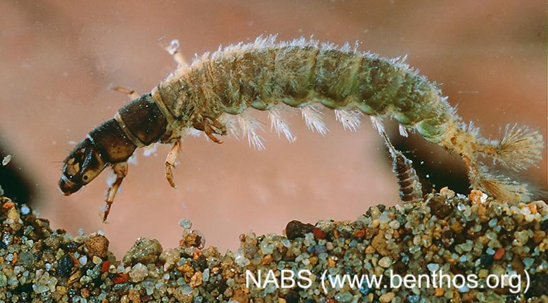 <img typeof="foaf:Image" src="http://statelibrarync.org/learnnc/sites/default/files/images/caddisfly_larva4.jpg" width="800" height="442" alt="Caddisfly larva" title="Caddisfly larva" />