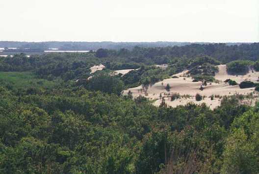 <img typeof="foaf:Image" src="http://statelibrarync.org/learnnc/sites/default/files/images/cedenhin06.jpg" width="528" height="355" alt="Sand migration-Run Hill Dune into neighboring Nags Head Forest" title="Sand migration-Run Hill Dune into neighboring Nags Head Forest" />
