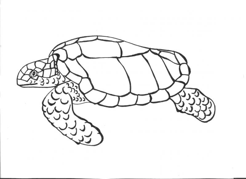 sea turtles drawing