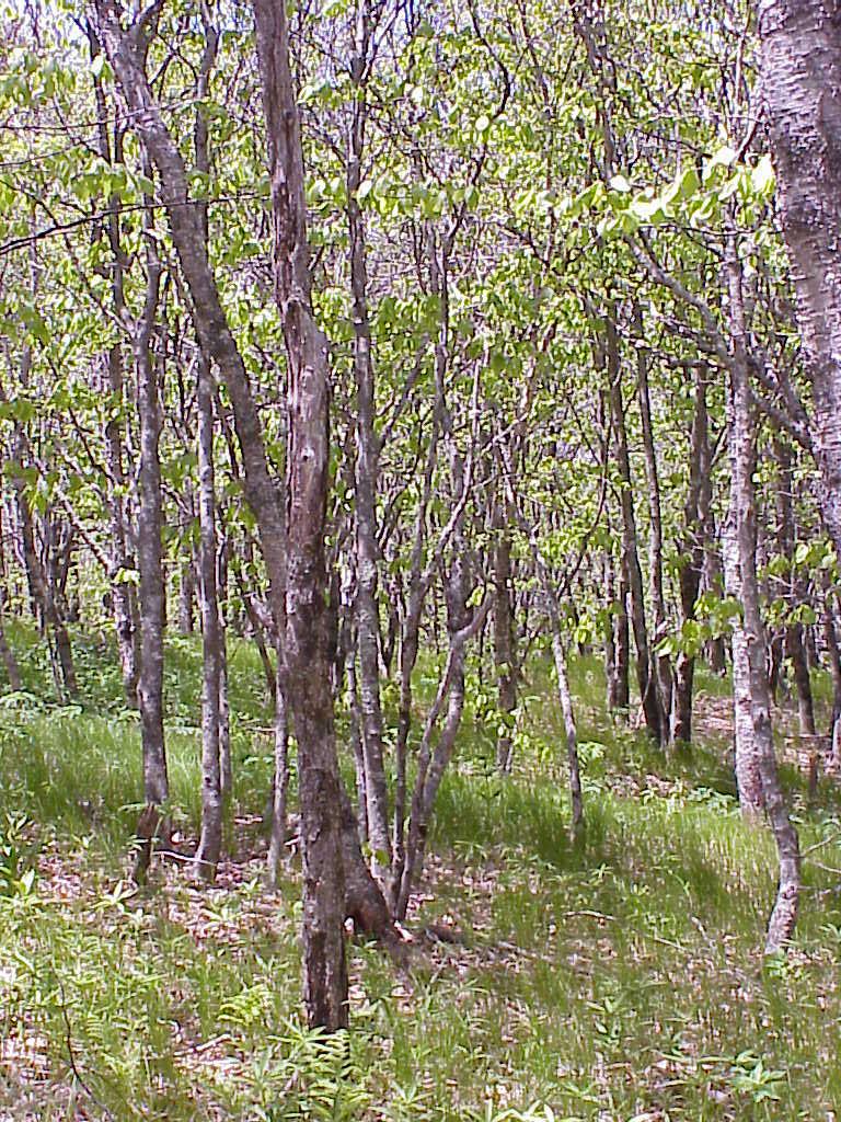 <img typeof="foaf:Image" src="http://statelibrarync.org/learnnc/sites/default/files/images/early_succession.jpg" width="768" height="1024" alt="grassy bald is in an early stage of succession to hardwood forest" title="grassy bald is in an early stage of succession to hardwood forest" /> <img typeof="foaf:Image" src="http://statelibrarync.org/learnnc/sites/default/files/images/early_succession.jpg" width="768" height="1024" alt="grassy bald is in an early stage of succession to hardwood forest" title="grassy bald is in an early stage of succession to hardwood forest" />
