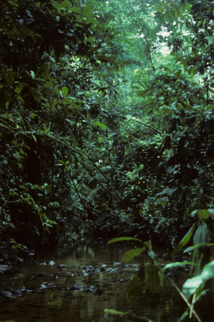 <img typeof="foaf:Image" src="http://statelibrarync.org/learnnc/sites/default/files/images/ecuador_013.jpg" width="682" height="1024" alt="Stream running through the Ecuadorian rainforest" title="Stream running through the Ecuadorian rainforest" /> <img typeof="foaf:Image" src="http://statelibrarync.org/learnnc/sites/default/files/images/ecuador_013.jpg" width="682" height="1024" alt="Stream running through the Ecuadorian rainforest" title="Stream running through the Ecuadorian rainforest" />