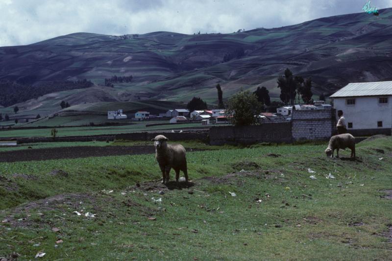 <img typeof="foaf:Image" src="http://statelibrarync.org/learnnc/sites/default/files/images/ecuador_020.jpg" width="1024" height="682" alt="Sheep in a pasture south of Riobamba, Ecuador" title="Sheep in a pasture south of Riobamba, Ecuador" />