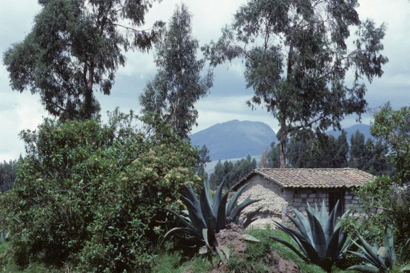 <img typeof="foaf:Image" src="http://statelibrarync.org/learnnc/sites/default/files/images/ecuador_039.jpg" width="1024" height="682" alt="A tile-roofed stone hut amidst verdant vegetation" title="A tile-roofed stone hut amidst verdant vegetation" />