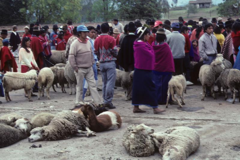 <img typeof="foaf:Image" src="http://statelibrarync.org/learnnc/sites/default/files/images/ecuador_089.jpg" width="1024" height="682" alt="Animal market in Riobamba, Ecuador" title="Animal market in Riobamba, Ecuador" />