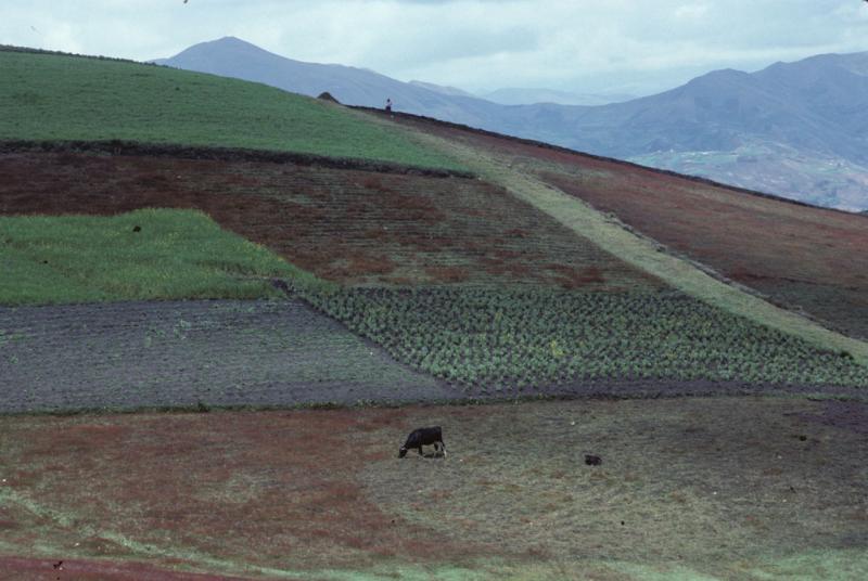 <img typeof="foaf:Image" src="http://statelibrarync.org/learnnc/sites/default/files/images/ecuador_207.jpg" width="1024" height="686" alt="Patchwork of agricultural plots on a hillside outside Riobamba, Ecuador" title="Patchwork of agricultural plots on a hillside outside Riobamba, Ecuador" />