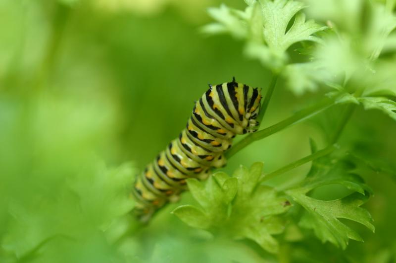 <img typeof="foaf:Image" src="http://statelibrarync.org/learnnc/sites/default/files/images/esb09.jpg" width="3072" height="2048" alt="Eastern black swallowtail butterfly: Third larval instage" title="Eastern black swallowtail butterfly: Third larval instage" />