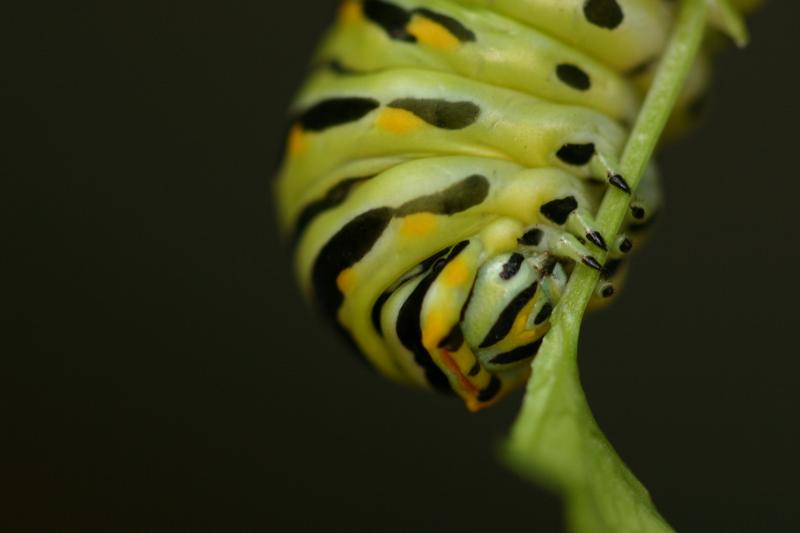 <img typeof="foaf:Image" src="http://statelibrarync.org/learnnc/sites/default/files/images/esb13.jpg" width="3072" height="2048" alt="Eastern black swallowtail butterfly: Third larval instar" title="Eastern black swallowtail butterfly: Third larval instar" />