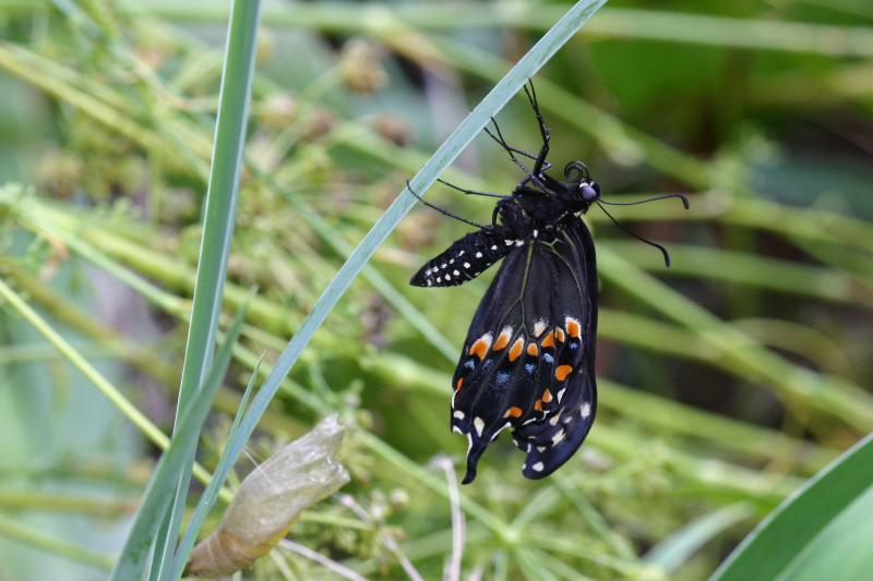 <img typeof="foaf:Image" src="http://statelibrarync.org/learnnc/sites/default/files/images/esb20.jpg" width="3072" height="2048" alt="Eastern black swallowtail butterfly" title="Eastern black swallowtail butterfly" />