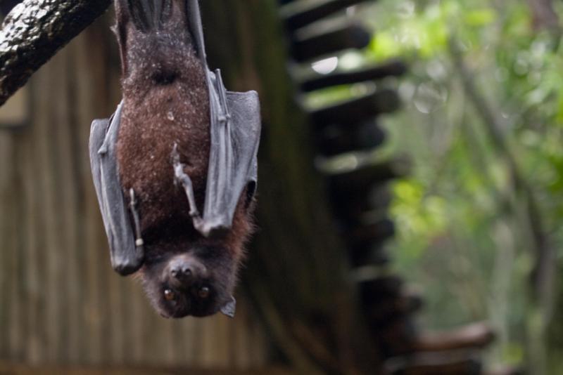 <img typeof="foaf:Image" src="http://statelibrarync.org/learnnc/sites/default/files/images/flyingfoxbat.jpg" width="1024" height="683" alt="Flying fox bat" title="Flying fox bat" />