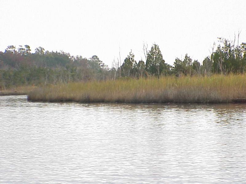 <img typeof="foaf:Image" src="http://statelibrarync.org/learnnc/sites/default/files/images/freshwater_marsh2.jpg" width="1024" height="768" alt="Freshwater marsh and pioneer forest trees; fresh/salt transition" />