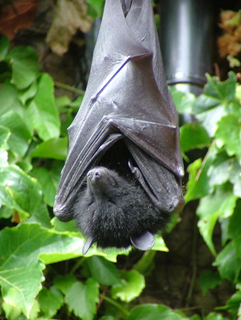<img typeof="foaf:Image" src="http://statelibrarync.org/learnnc/sites/default/files/images/fruitbat.jpg" width="771" height="1024" alt="Livingstone's fruit bat" title="Livingstone's fruit bat" />
