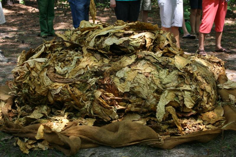 People standing around a mock Tobacco auction