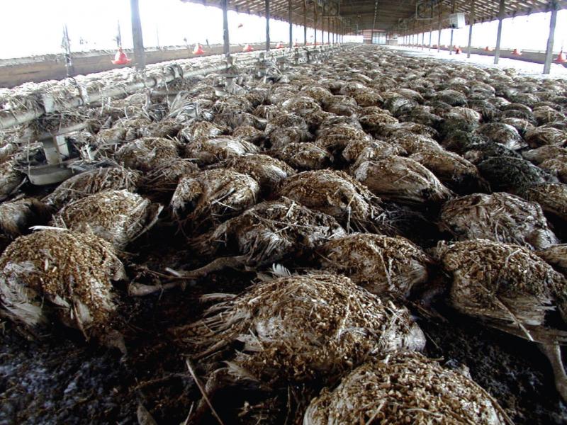 Turkeys killed in floods after Hurricane Floyd Turkeys killed in floods after Hurricane Floyd