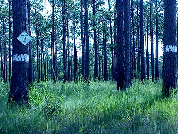 <img typeof="foaf:Image" src="http://statelibrarync.org/learnnc/sites/default/files/images/mature_pines.jpg" width="600" height="450" alt="Mature pine savannah" title="Mature pine savannah" />