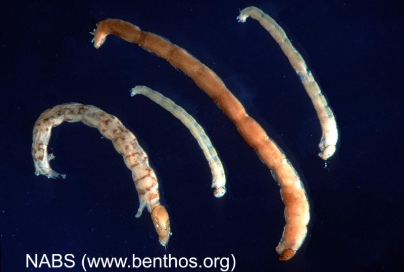 <img typeof="foaf:Image" src="http://statelibrarync.org/learnnc/sites/default/files/images/midge_larva2.jpg" width="800" height="538" alt="Midge larva" title="Midge larva" />