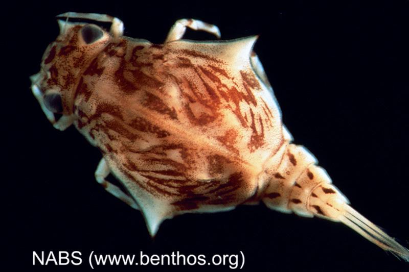 <img typeof="foaf:Image" src="http://statelibrarync.org/learnnc/sites/default/files/images/midge_larva3.jpg" width="800" height="533" alt="Mayfly larva" title="Mayfly larva" /> <img typeof="foaf:Image" src="http://statelibrarync.org/learnnc/sites/default/files/images/midge_larva3.jpg" width="800" height="533" alt="Mayfly larva" title="Mayfly larva" />