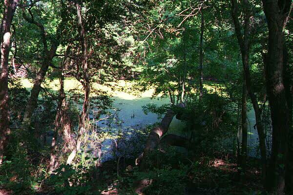 Nags Head Woods: a maritime forest Nags Head Woods: a maritime forest