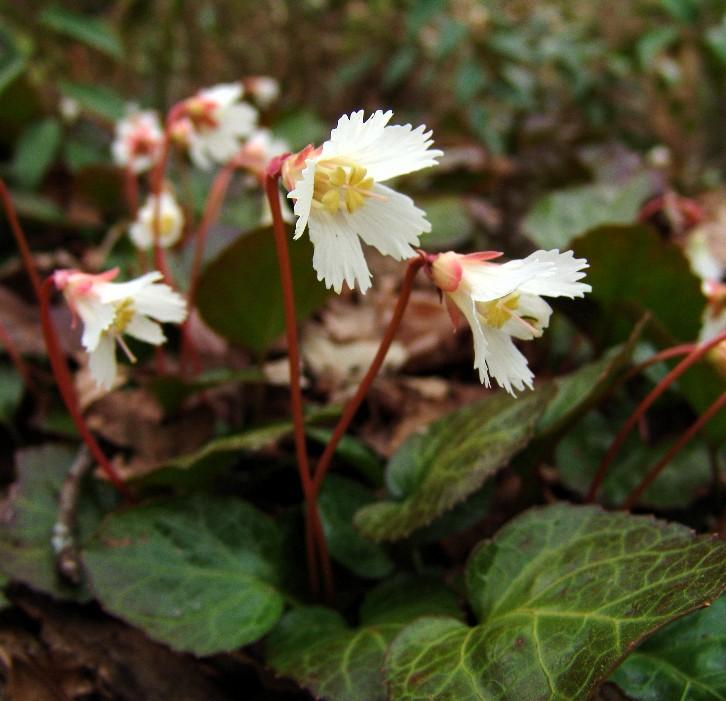 <img typeof="foaf:Image" src="http://statelibrarync.org/learnnc/sites/default/files/images/oconee-bells.jpg" width="726" height="701" alt="Oconee Bells" title="Oconee Bells" /> <img typeof="foaf:Image" src="http://statelibrarync.org/learnnc/sites/default/files/images/oconee-bells.jpg" width="726" height="701" alt="Oconee Bells" title="Oconee Bells" />