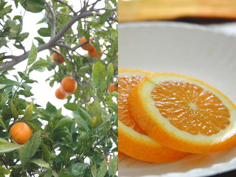 <img typeof="foaf:Image" src="http://statelibrarync.org/learnnc/sites/default/files/images/oranges.jpg" width="1024" height="768" alt="Orange tree and orange slices" title="Orange tree and orange slices" />