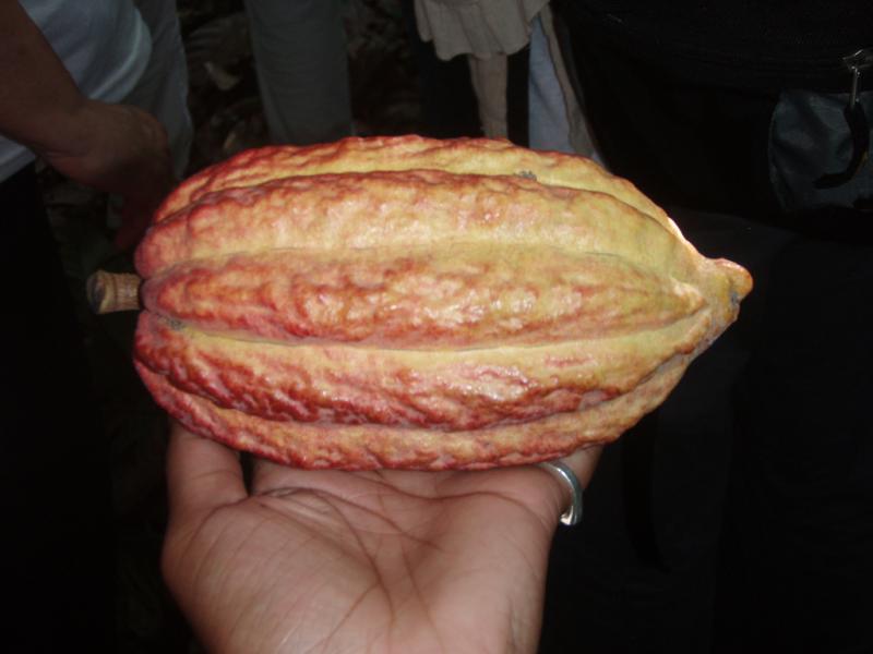 <img typeof="foaf:Image" src="http://statelibrarync.org/learnnc/sites/default/files/images/p7080598r.jpg" width="1024" height="768" alt="Cacao pod close-up" title="Cacao pod close-up" />