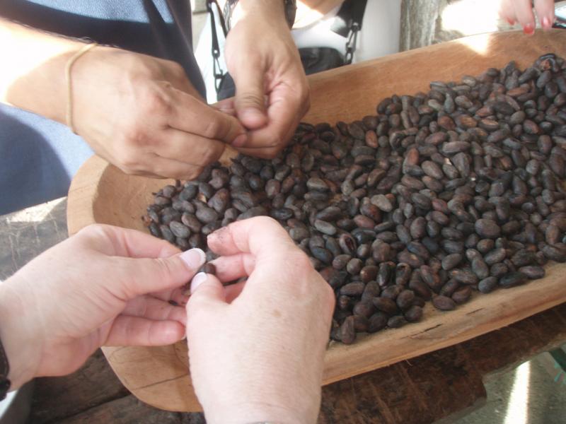 <img typeof="foaf:Image" src="http://statelibrarync.org/learnnc/sites/default/files/images/p7080628r.jpg" width="1024" height="768" alt="Winnowing cacao seeds (close-up)" title="Winnowing cacao seeds (close-up)" />