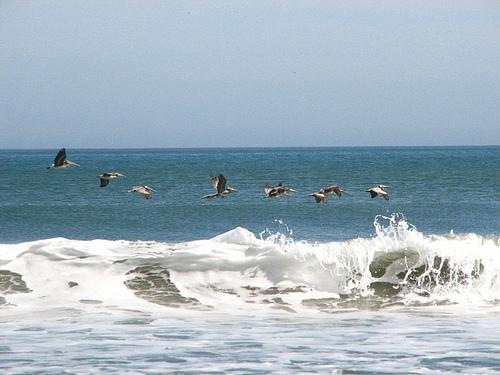 <img typeof="foaf:Image" src="http://statelibrarync.org/learnnc/sites/default/files/images/pelicans_0.jpg" width="500" height="375" alt="Pelicans" title="Pelicans" /> <img typeof="foaf:Image" src="http://statelibrarync.org/learnnc/sites/default/files/images/pelicans_0.jpg" width="500" height="375" alt="Pelicans" title="Pelicans" />