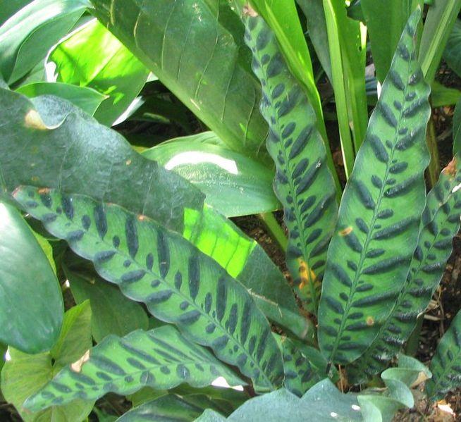 <img typeof="foaf:Image" src="http://statelibrarync.org/learnnc/sites/default/files/images/rattlesnake_calathea.jpg" width="654" height="599" alt="Rattlesnake plant" title="Rattlesnake plant" />