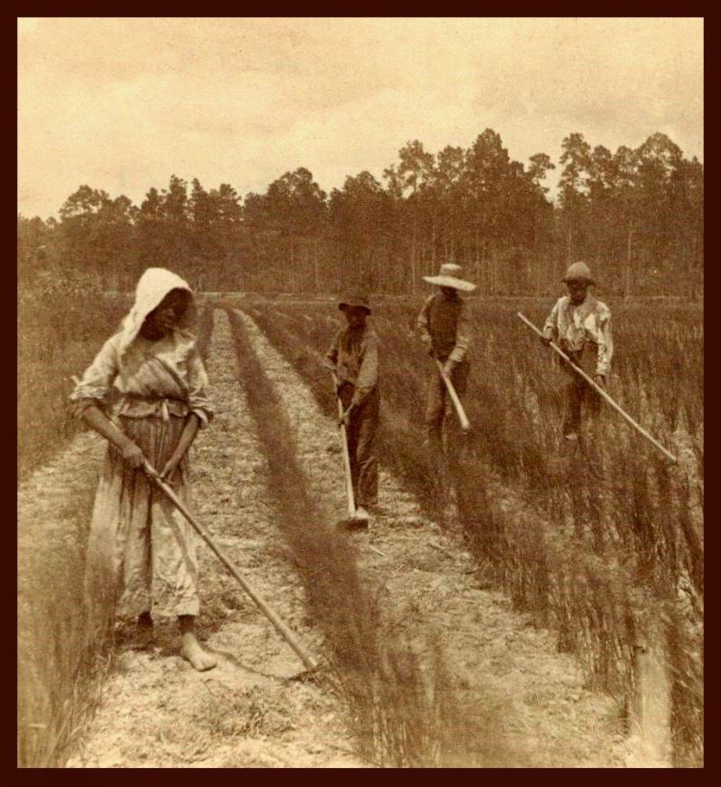 <img typeof="foaf:Image" src="http://statelibrarync.org/learnnc/sites/default/files/images/rice_field_slaves.jpg" width="912" height="996" alt="Georgia rice field workers" title="Georgia rice field workers" />