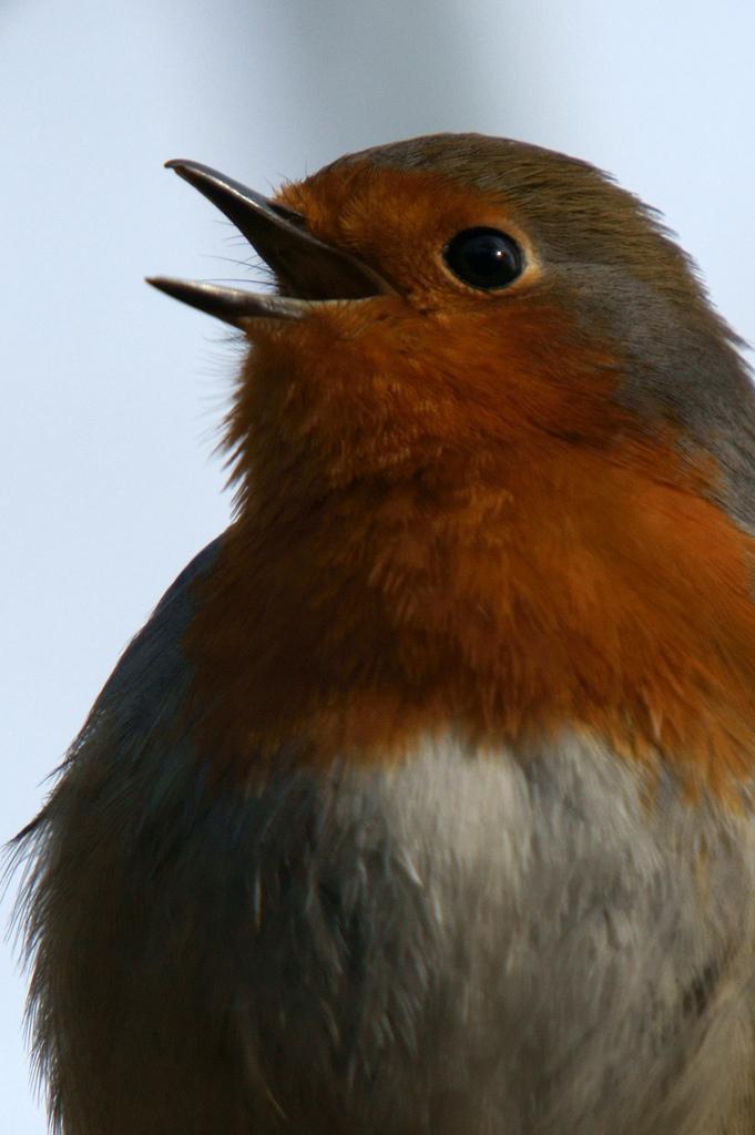 <img typeof="foaf:Image" src="http://statelibrarync.org/learnnc/sites/default/files/images/robinsinging.jpg" width="681" height="1024" alt="bird singing" title="bird singing" />