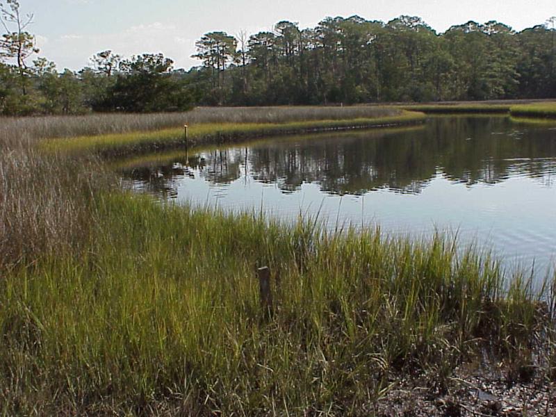 <img typeof="foaf:Image" src="http://statelibrarync.org/learnnc/sites/default/files/images/salt_marsh_typical.jpg" width="1024" height="768" alt="Typical salt marsh plant zonation pattern" />