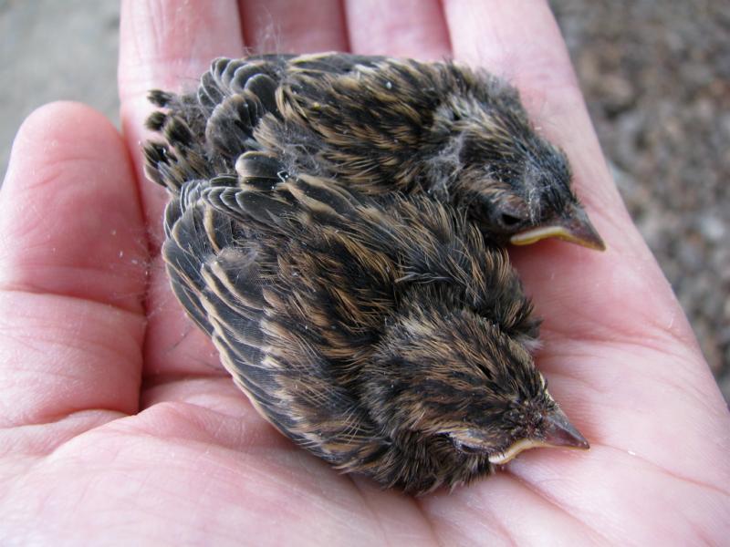Song Sparrows In The Hand Ncpedia Song Sparrows In The Hand Ncpedia