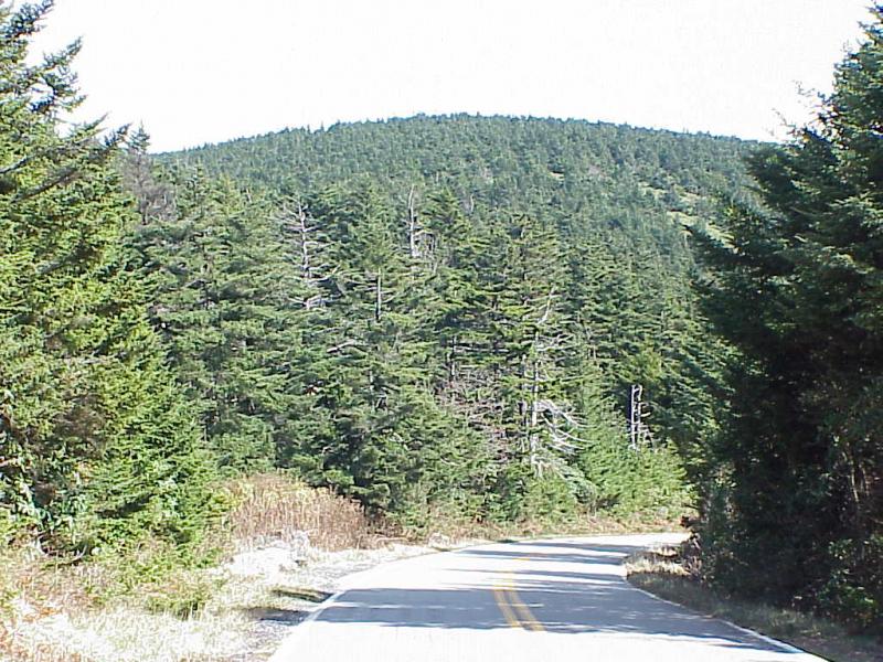 <img typeof="foaf:Image" src="http://statelibrarync.org/learnnc/sites/default/files/images/spruce_forest.jpg" width="1024" height="768" alt="Mature spruce-fir forest" title="Mature spruce-fir forest" />