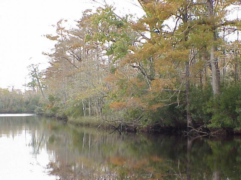 <img typeof="foaf:Image" src="http://statelibrarync.org/learnnc/sites/default/files/images/swamp_forest.jpg" width="1024" height="768" alt="Swamp forest in the tidal freshwater section" /> <img typeof="foaf:Image" src="http://statelibrarync.org/learnnc/sites/default/files/images/swamp_forest.jpg" width="1024" height="768" alt="Swamp forest in the tidal freshwater section" />