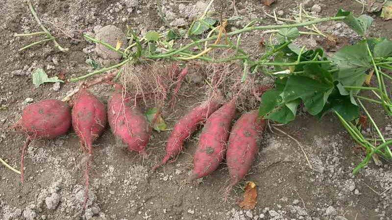 <img typeof="foaf:Image" src="http://statelibrarync.org/learnnc/sites/default/files/images/sweet_potatoes.jpg" width="800" height="450" alt="Sweet potatoes" title="Sweet potatoes" /> <img typeof="foaf:Image" src="http://statelibrarync.org/learnnc/sites/default/files/images/sweet_potatoes.jpg" width="800" height="450" alt="Sweet potatoes" title="Sweet potatoes" />