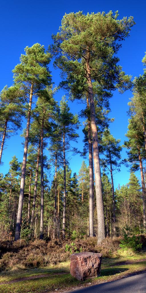 <img typeof="foaf:Image" src="http://statelibrarync.org/learnnc/sites/default/files/images/tall_pine_trees.jpg" width="512" height="1024" alt="Tall pine trees" title="Tall pine trees" /> <img typeof="foaf:Image" src="http://statelibrarync.org/learnnc/sites/default/files/images/tall_pine_trees.jpg" width="512" height="1024" alt="Tall pine trees" title="Tall pine trees" />