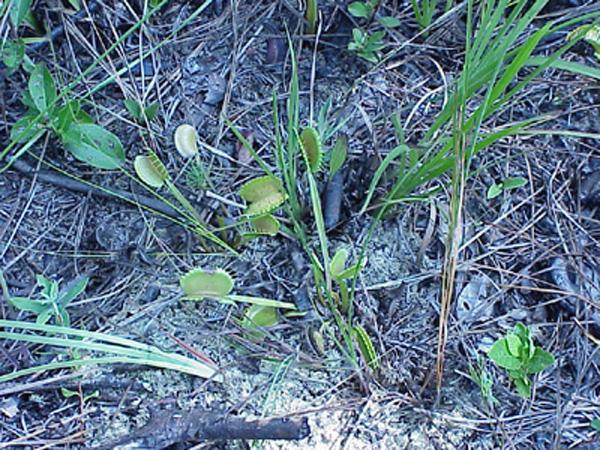 <img typeof="foaf:Image" src="http://statelibrarync.org/learnnc/sites/default/files/images/venus_flytrap.jpg" width="600" height="450" alt="Venus flytrap" title="Venus flytrap" /> <img typeof="foaf:Image" src="http://statelibrarync.org/learnnc/sites/default/files/images/venus_flytrap.jpg" width="600" height="450" alt="Venus flytrap" title="Venus flytrap" />
