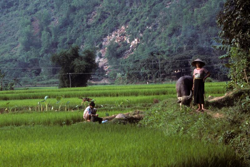 <img typeof="foaf:Image" src="http://statelibrarync.org/learnnc/sites/default/files/images/vietnam_064.jpg" width="1024" height="683" alt="Woman leading buffalo past a girl doing laundry in wet-rice field at Mai Chau" title="Woman leading buffalo past a girl doing laundry in wet-rice field at Mai Chau" />