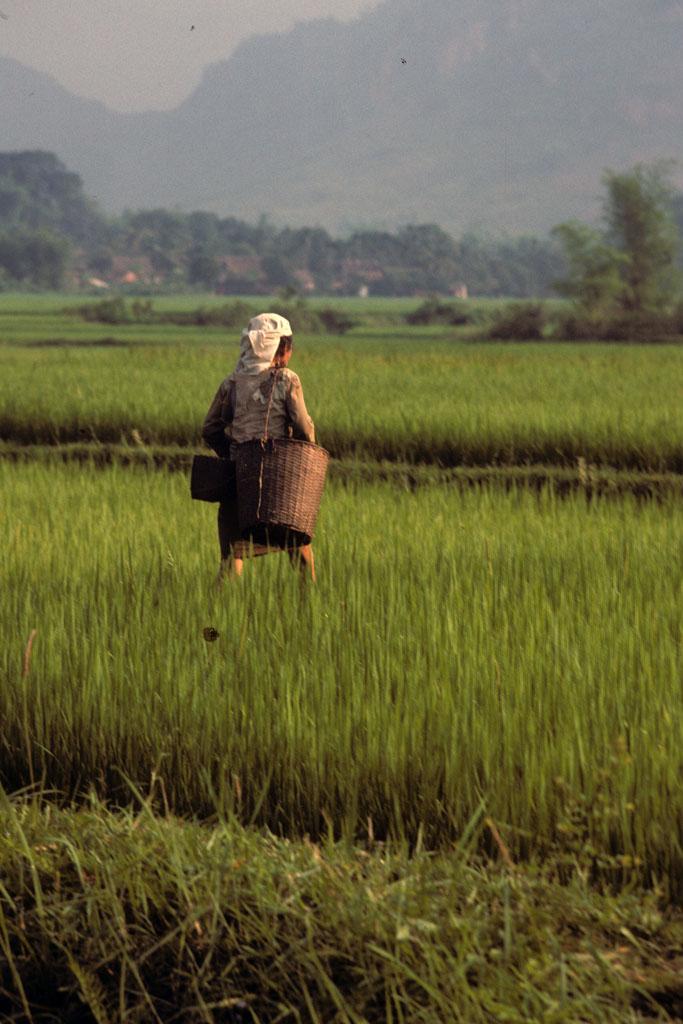 <img typeof="foaf:Image" src="http://statelibrarync.org/learnnc/sites/default/files/images/vietnam_065.jpg" width="683" height="1024" alt="Woman wearing headscarf and shoulder basket walks in Mai Chau rice field" title="Woman wearing headscarf and shoulder basket walks in Mai Chau rice field" />