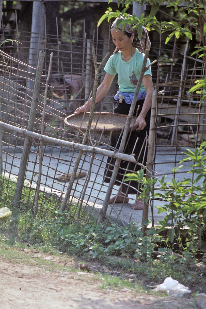<img typeof="foaf:Image" src="http://statelibrarync.org/learnnc/sites/default/files/images/vietnam_071.jpg" width="683" height="1024" alt="Woman stands in fenced yard winnowing rice on woven tray at Mai Chau" title="Woman stands in fenced yard winnowing rice on woven tray at Mai Chau" />