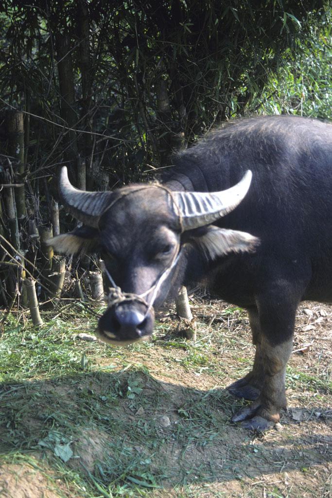 <img typeof="foaf:Image" src="http://statelibrarync.org/learnnc/sites/default/files/images/vietnam_076.jpg" width="683" height="1024" alt="Close-up view of the front half of a water buffalo at Mai Chau" title="Close-up view of the front half of a water buffalo at Mai Chau" />