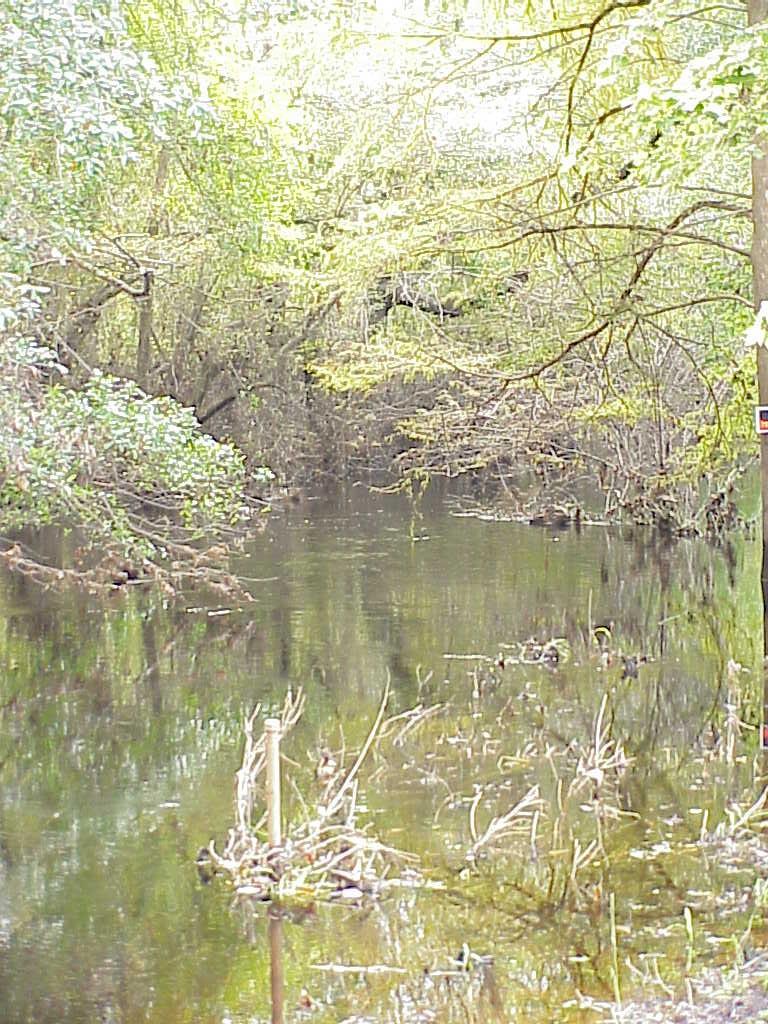 <img typeof="foaf:Image" src="http://statelibrarync.org/learnnc/sites/default/files/images/white_oak_river.jpg" width="768" height="1024" alt="Upstream section of White Oak, twenty miles from the sea" />