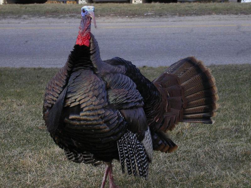 <img typeof="foaf:Image" src="http://statelibrarync.org/learnnc/sites/default/files/images/wild_turkey.jpg" width="1024" height="768" alt="Wild turkey" title="Wild turkey" />