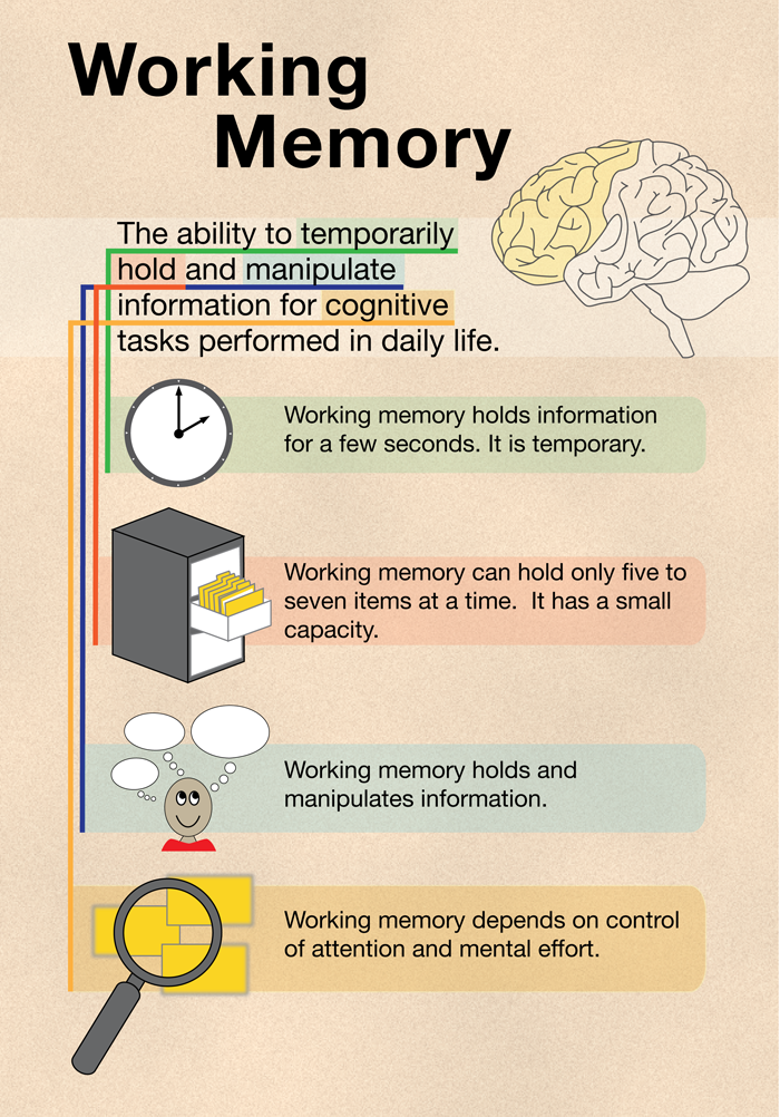 Working memory expands during middle and late childhood.^[[Image](https://www.ncpedia.org/media/working-memory-illustration) by [Anchor](https://www.ncpedia.org/anchor/anchor) is licensed under [CC BY-NC-SA](https://www.ncpedia.org/category/licensing/creative-commons)]