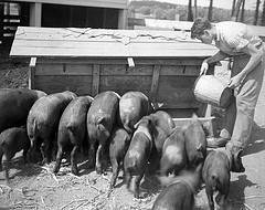 Methodist Orphanage near Raleigh, NC, Farm Scene - Boys Feeding Pigs, August 1944. From the Barden Photo Collection, North Carolina State Archives, call #:  N.53.16.5515, Raleigh, NC.