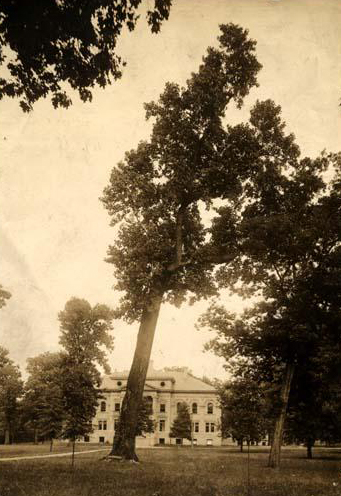 Photograph of the Davie Poplar, 1900. Image from the North Carolina Museum of History.