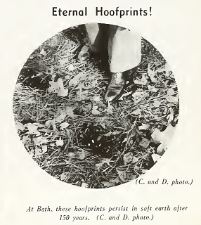 "Eternal Hoofprints!" photograph from North Carolina Today, North Carolina Department of Conservation and Development, 1937.