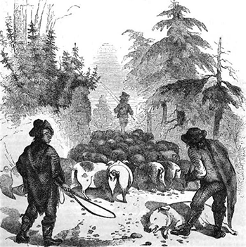 'Hog Drovers,' illustration from Harper's Magazine, 1857. Image from Google Books.