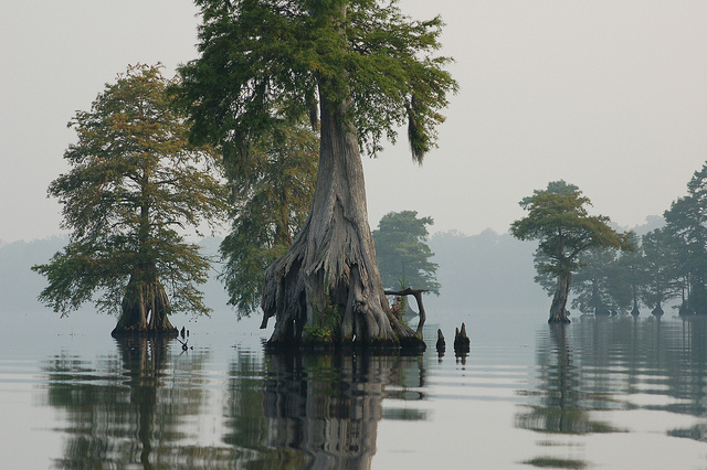 A set of large swamp trees sit in open water. A kayaker passes by. It is a gray day.