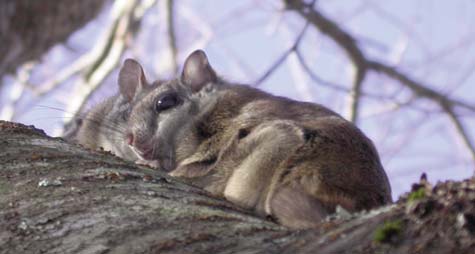 Carolina Northern Flying Squirrel from NC WINS  NCpedia